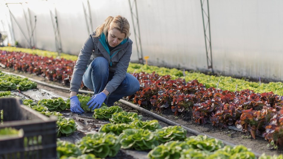 El objetivo de la ecoagricultura es la consecución de alimentos de más calidad