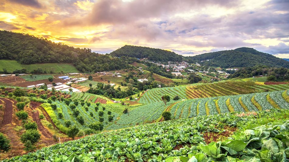 Campo de coles de ecoagricultura