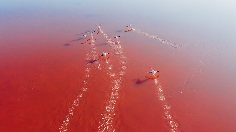 Fotografía artística, cigüeñas sobrevolando aguas de color rojizo