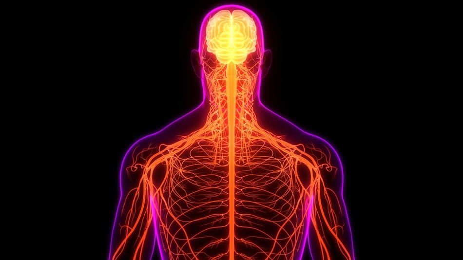 La neurología se dedica al estudio, diagnóstico y tratamiento de los trastornos del sistema nervioso